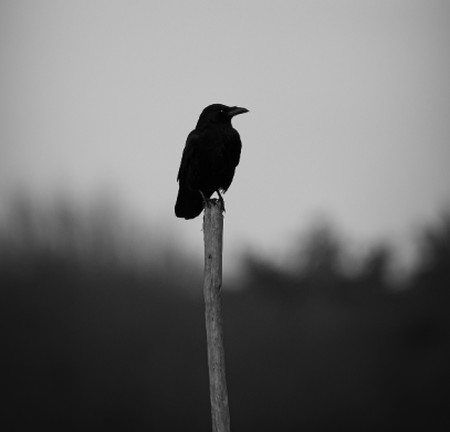 خرید و دانلود آهنگ بی کلام کلاغ رو سیاه